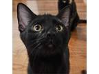 Adopt Fornax a All Black Domestic Shorthair / Mixed cat in Pittsburgh