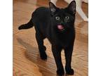 Adopt Cygnus a All Black Domestic Shorthair / Mixed cat in Pittsburgh