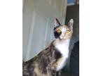 Adopt Maura Ryman a Black (Mostly) Domestic Shorthair (long coat) cat in