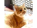 Adopt Hedwig Lichens a Orange or Red (Mostly) Domestic Shorthair (long coat) cat