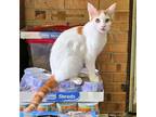 Adopt TaterTot a Orange or Red (Mostly) Domestic Shorthair / Mixed (short coat)