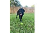 Adopt Lucy a Black Labrador Retriever dog in Wolcott, CT (38721651)