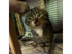 Adopt Mcgyver a Domestic Short Hair