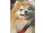 Adopt Clive a Pomeranian