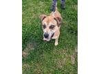 Adopt Noah (Transport Available) a Mixed Breed