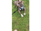 Adopt Tiny (Transport Available) a Staffordshire Bull Terrier