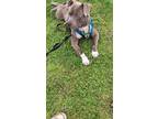 Adopt Tiny a Staffordshire Bull Terrier