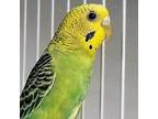 Adopt Budgies a Budgie / Budgerigar