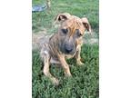 Adopt Raindrop a Tan/Yellow/Fawn Pit Bull Terrier / Australian Kelpie dog in