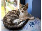 Adopt Carrie (FCID# 07/19/2023 - 902 Trainer) C a Domestic Shorthair / Mixed