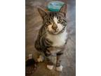 Adopt Gatsby (FCID# 06/29/2023 - 37 Trainer) C a Domestic Mediumhair / Mixed cat