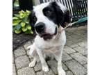 Adopt CT Jellybean (EASTFORD) a White - with Tan, Yellow or Fawn Spaniel