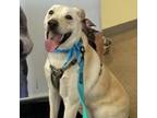 Adopt Sammy a White - with Tan, Yellow or Fawn Labrador Retriever / Mixed Breed