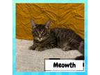 Adopt Meowth a Gray or Blue Domestic Shorthair / Mixed cat in Suisun