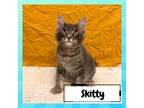 Adopt Skitty a Gray or Blue Domestic Shorthair / Mixed cat in Suisun