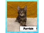 Adopt Purrloin a Gray or Blue Domestic Shorthair / Mixed cat in Suisun