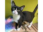 Adopt Fern a Domestic Shorthair / Mixed cat in Fresno, CA (38877331)