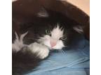 Adopt Sadie a Domestic Mediumhair / Mixed cat in Lexington, KY (38793941)
