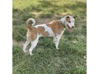 Adopt Vienna a White - with Tan, Yellow or Fawn Shepherd (Unknown Type) / Shar