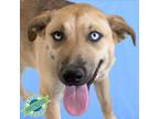 Adopt Caitlyn a Black Mixed Breed (Medium) / Mixed dog in Las Cruces