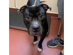 Adopt Donte a American Pit Bull Terrier / Mixed dog in Salisbury, MD (38829636)