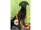 Adopt Ruger a Labrador Retriever / Mixed Breed (Medium) / Mixed dog in Tool