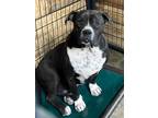 Adopt WEEZER a Staffordshire Bull Terrier / Mixed dog in Crossville