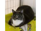 Adopt Luna a Domestic Shorthair / Mixed cat in Des Moines, IA (38870095)