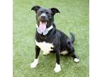 Adopt Okafor a Black Labrador Retriever / Mixed dog in Greensboro, NC (38641874)