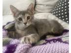 Adopt Pebble a Gray or Blue Domestic Shorthair / Mixed (short coat) cat in