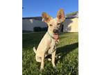 Adopt Ripley a Red/Golden/Orange/Chestnut Australian Cattle Dog dog in Poway