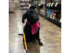Adopt Jolie Z703 a Black Labrador Retriever / Mixed dog in Allen, TX (38680875)