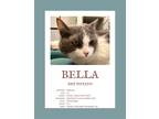 Adopt Bella a Gray or Blue (Mostly) Domestic Shorthair / Mixed (short coat) cat