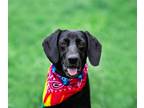 Adopt Joyful a Labrador Retriever / Mixed dog in Unionville, PA (38735518)