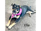 Adopt Ellie a Black Rottweiler / Mixed dog in Flower Mound, TX (38803780)