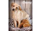 Adopt Dewey a Tan/Yellow/Fawn - with White Dachshund / Labrador Retriever /