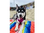 Adopt Boba a Black - with White Alaskan Malamute / Husky / Mixed dog in Anaheim