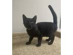 Adopt Jacco ~ Available at PetSmart In Warsaw, IN! a All Black Domestic