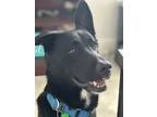 Adopt Harley a Black German Shepherd Dog / Mixed dog in Paola, KS (38888595)