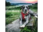 Adopt Miss Billie a Great Dane / Mixed dog in Bullard, TX (38821198)