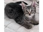 Adopt Charlie a Brown Tabby Domestic Shorthair (short coat) cat in Greenburgh