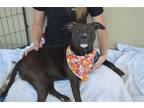 Adopt Kitt a Black - with White American Staffordshire Terrier / Mixed dog in