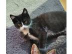 Adopt Phoebe [CP] a Black & White or Tuxedo Domestic Shorthair / Mixed (short