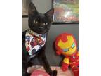 Adopt Tony Stark a All Black Domestic Shorthair / Mixed (short coat) cat in St.