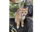Adopt Spritz (manx) a Orange or Red Manx (short coat) cat in PACIFICA
