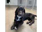 Adopt Bridgette a Black - with Brown, Red, Golden, Orange or Chestnut Basset