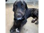 Adopt Blair a Black - with Brown, Red, Golden, Orange or Chestnut Basset Hound /