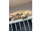 Adopt Dean a Orange or Red Tabby Domestic Shorthair (short coat) cat in