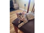 Adopt Pinochle a Brown Tabby Domestic Shorthair (short coat) cat in Escondido