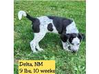 Adopt Delta a Blue Heeler dog in Eugene, OR (38898445)